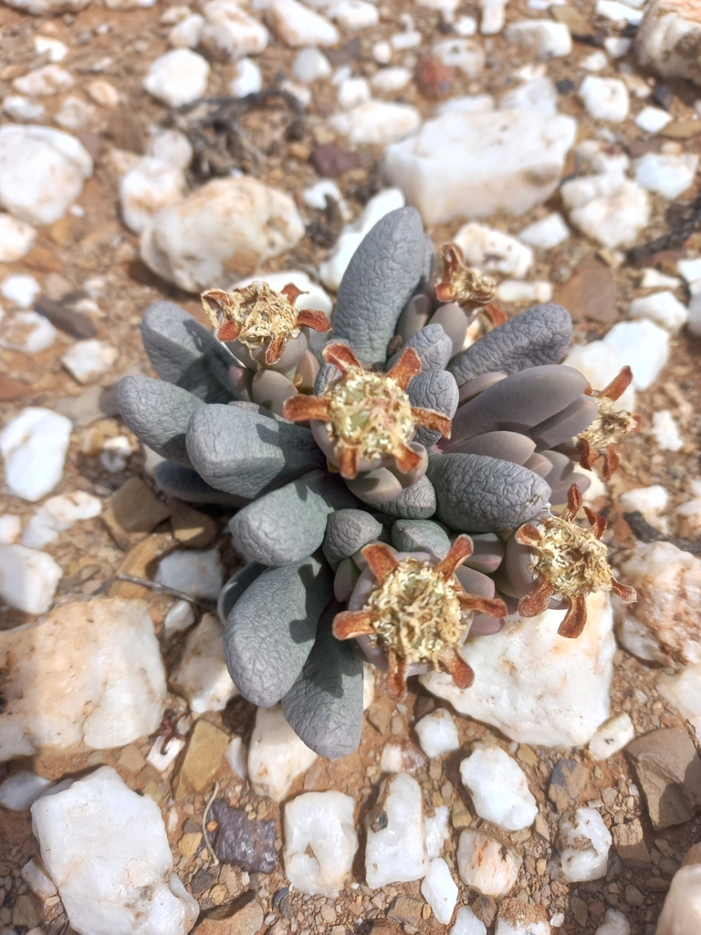 Gibbaeum fissoides (Haw.) Nel