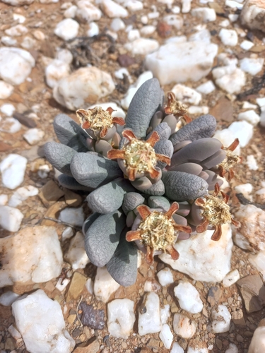 Antegibbaeum fissoides, photograph 5