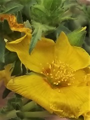 Mentzelia gracilenta