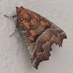 Scoliopteryx libatrix