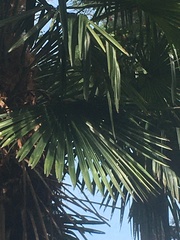 Trachycarpus fortunei