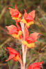 Gladiolus dalenii dalenii - Photo (c) Barbara Schneider, algunos derechos reservados (CC BY-NC-ND), subido por Barbara Schneider