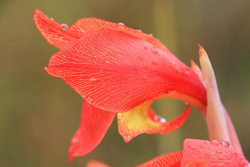Dragon's-head Lily