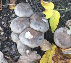 Clitocybe nebularis