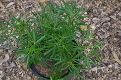 Choisya ×dewitteana