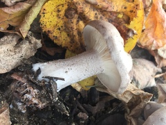 Clitocybe nebularis