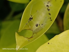 Glyphodes bivitralis