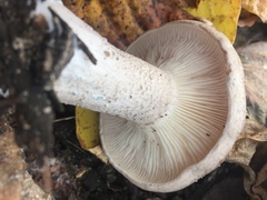 Clitocybe nebularis