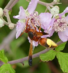 Rhynchium oculatum oculatum