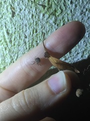 Araneus triguttatus