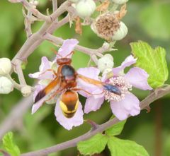 Rhynchium oculatum oculatum