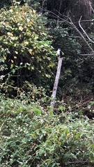 Pseudastur occidentalis