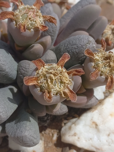 Antegibbaeum fissoides, photograph 6