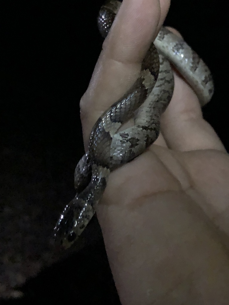 George Jett's Snail-Eater