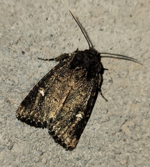 Hexorthodes inconspicua