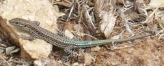 Podarcis cretensis