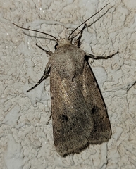 Agrotis vetusta