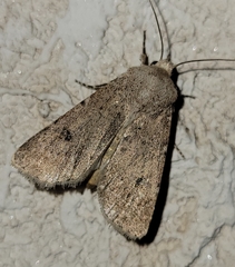 Agrotis vetusta