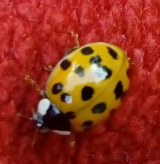 Harmonia axyridis