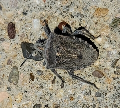 Prionosoma podopioides