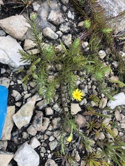 Osteospermum subulatum