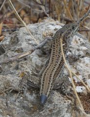 Podarcis cretensis