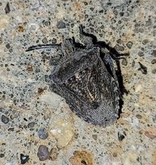 Prionosoma podopioides