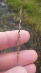 Triglochin palustris