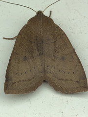 Epiglaea decliva