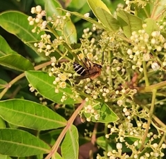 Colletes dimidiatus