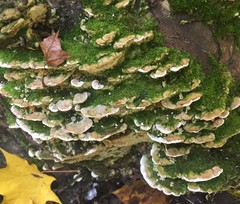 Rigidoporus populinus