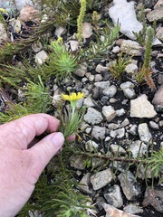 Osteospermum subulatum