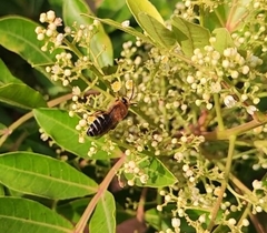 Colletes dimidiatus