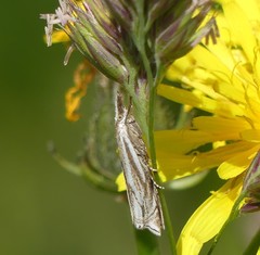 Xanthocrambus lucellus