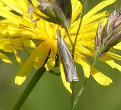 Xanthocrambus lucellus
