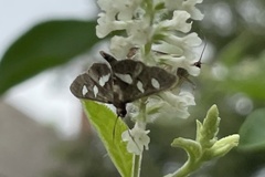 Desmia subdivisalis