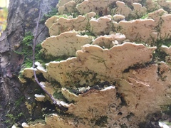 Rigidoporus populinus