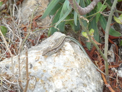 Podarcis cretensis