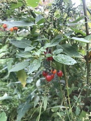 Solanum dulcamara