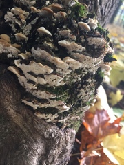 Rigidoporus populinus