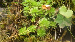 Saxifraga hypnoides