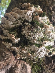 Rigidoporus populinus