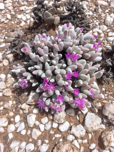 Image of Gibbaeum pubescens by (c) Brian du Preez, some rights reserved (CC BY-SA)
