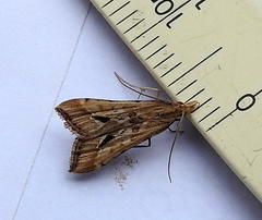 Diasemia monostigma