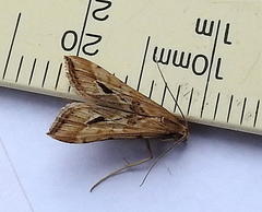 Diasemia monostigma