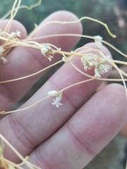 Cuscuta subinclusa