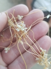 Cuscuta subinclusa