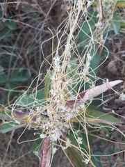 Cuscuta subinclusa