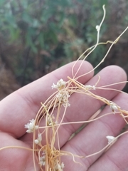 Cuscuta subinclusa