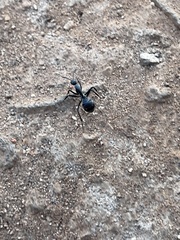 Camponotus eugeniae